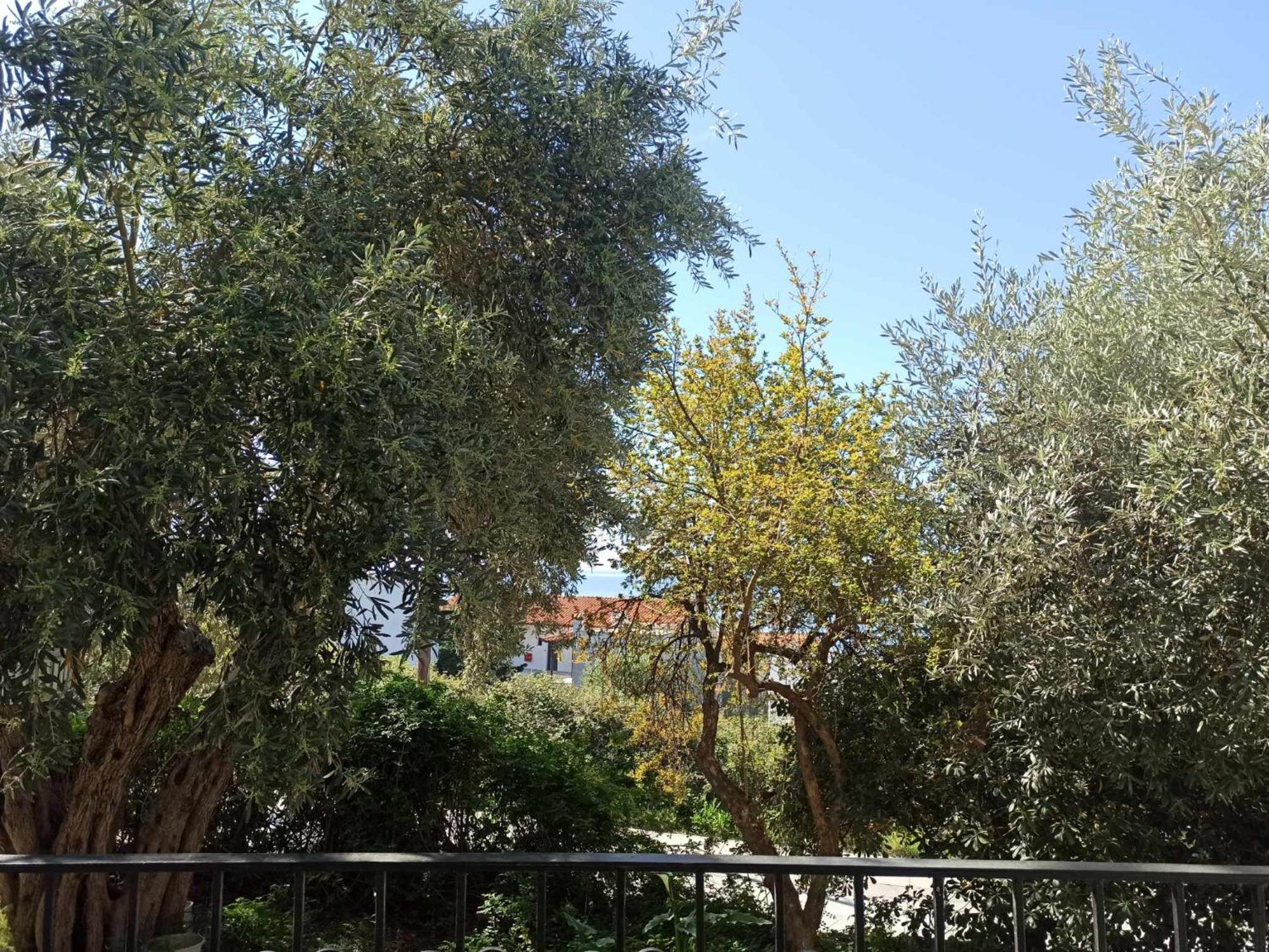Greekowl Apartments Σκιάθος Πόλη Εξωτερικό φωτογραφία